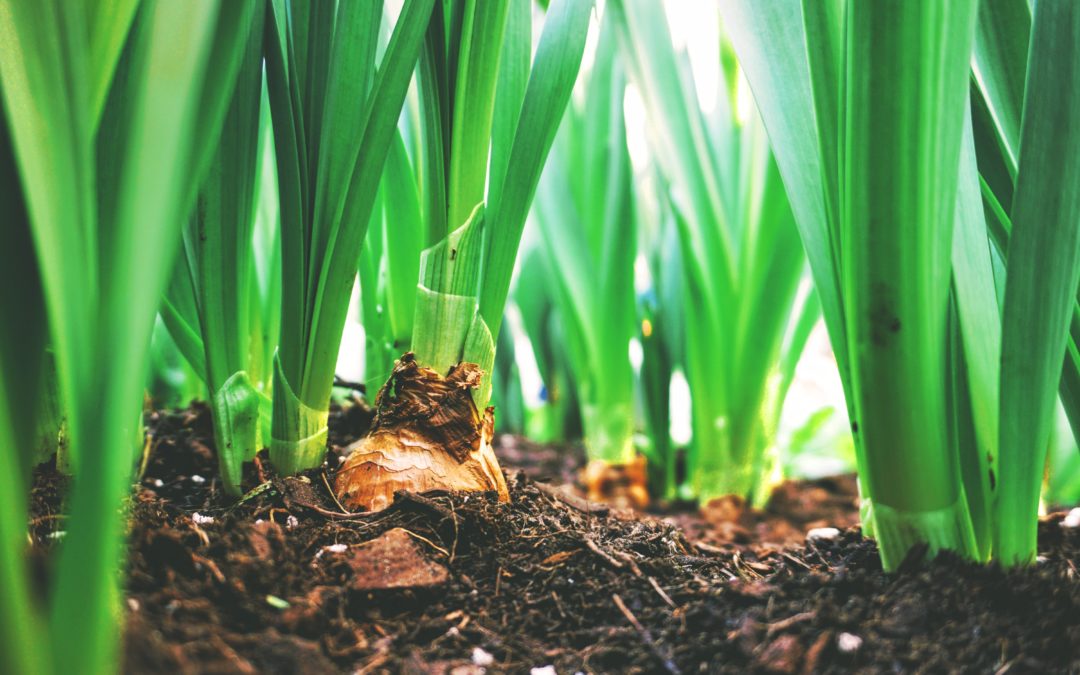 Organic Matter: Why it is Important for Soil Health