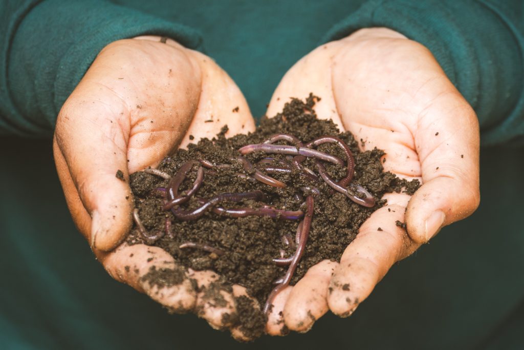 Hands cradling a handful of fertile soil teeming with red wiggler worms, showcasing the natural process of vermicomposting and soil enrichment.