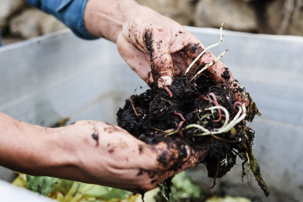 vermicompost market