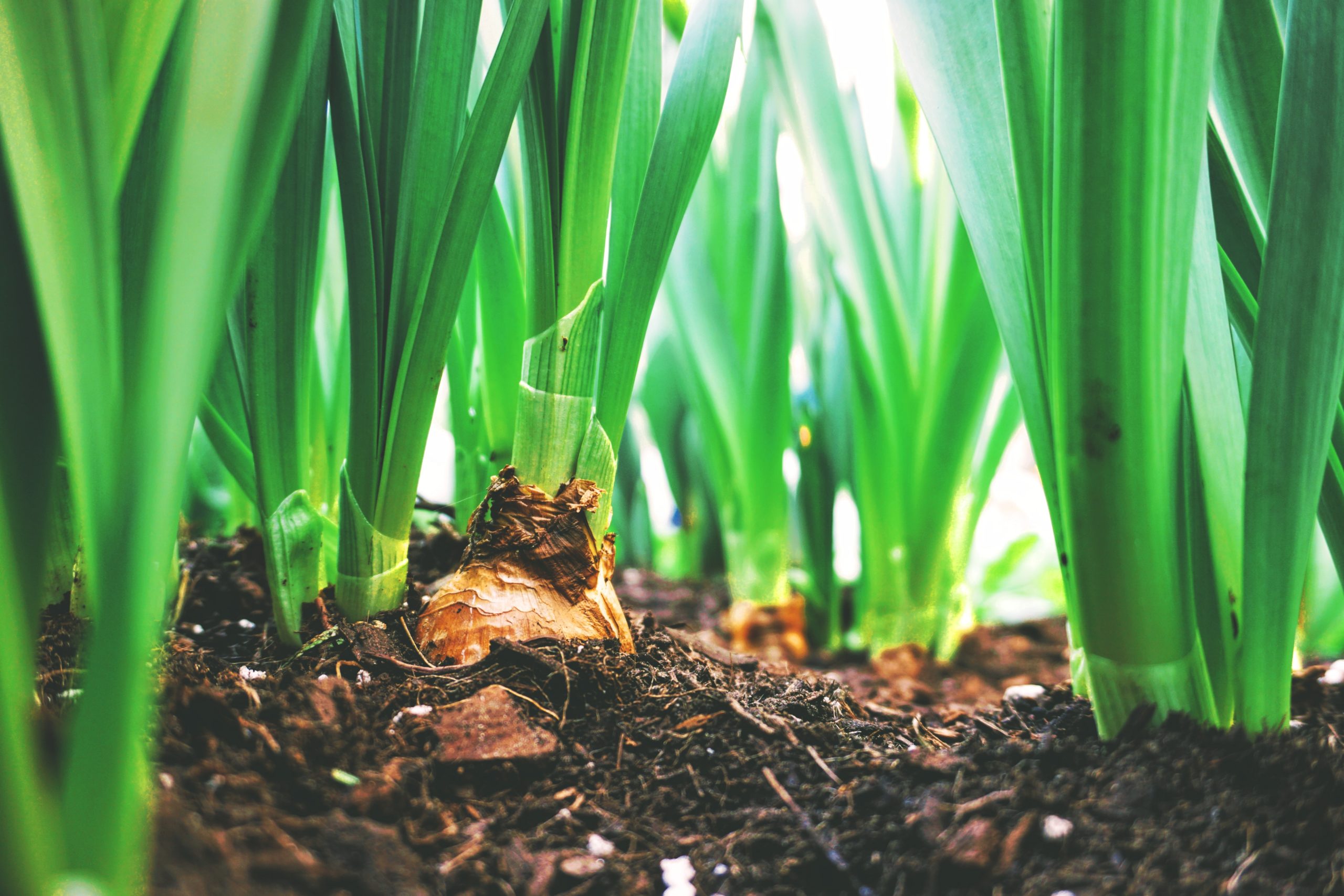 Green plant sprouts growing in soil with a piece of decomposing organic matter, highlighting the crucial role of organic material in enhancing soil health and fertility.