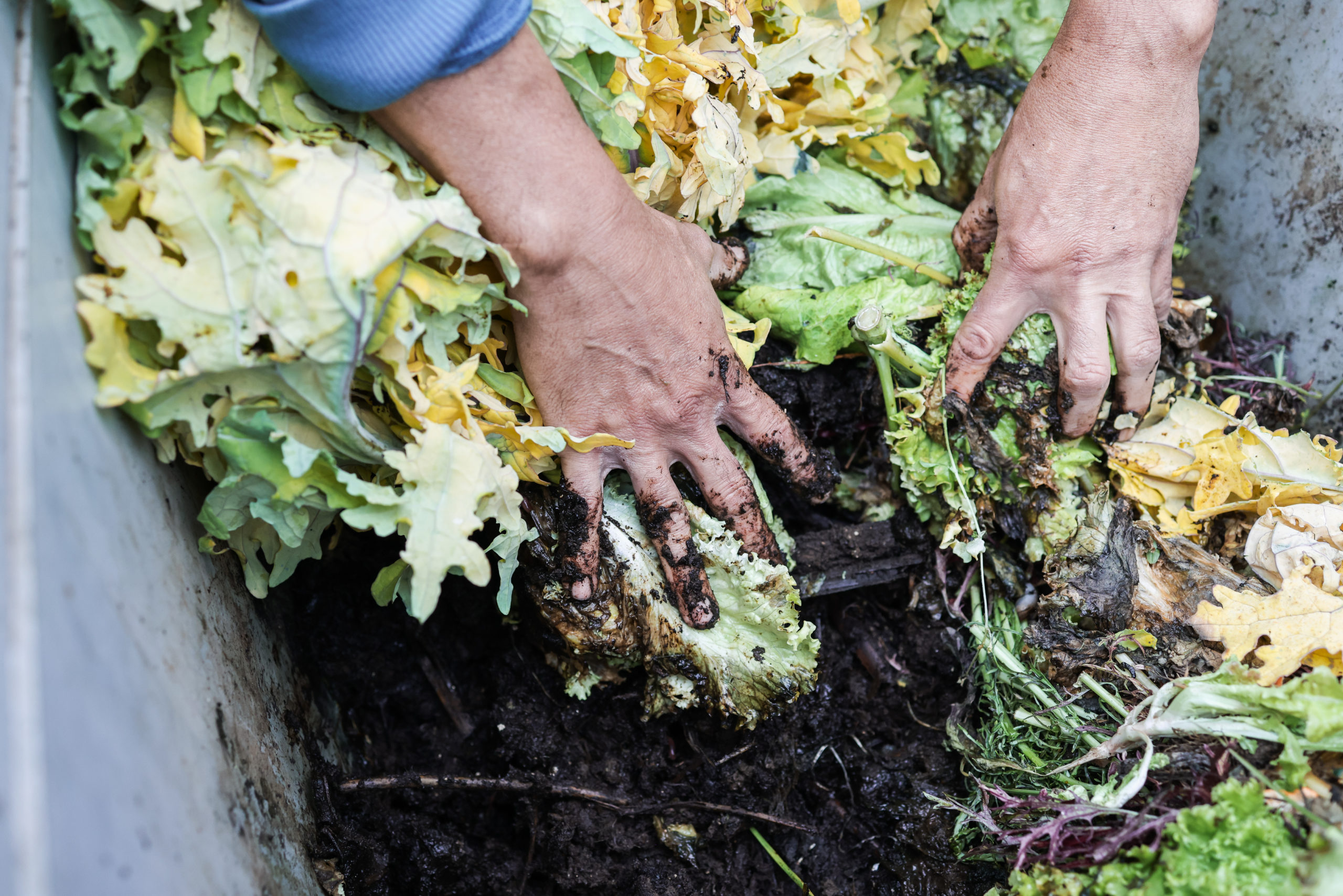 Farmer mixing compost and some organic waste with hands